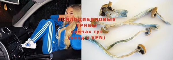 apvp Ельня